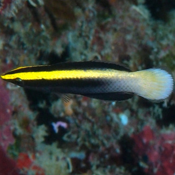 Labroides bicolor : 3 à 5 cm